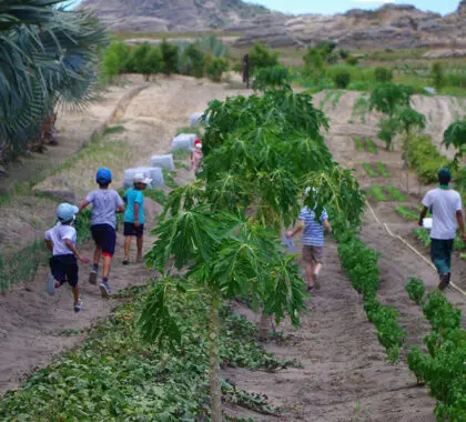 Children and adults alike will enjoy a tour of the organic plantations where you can try out the seasonal fruits and learn more about the project.