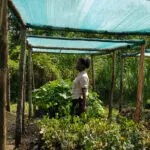 The gardens of Kibale Lodge supply fresh, seasonal ingredients for meals. 