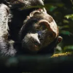 Chimpanzee trekking is a highlight of staying at Kibale Lodge. 