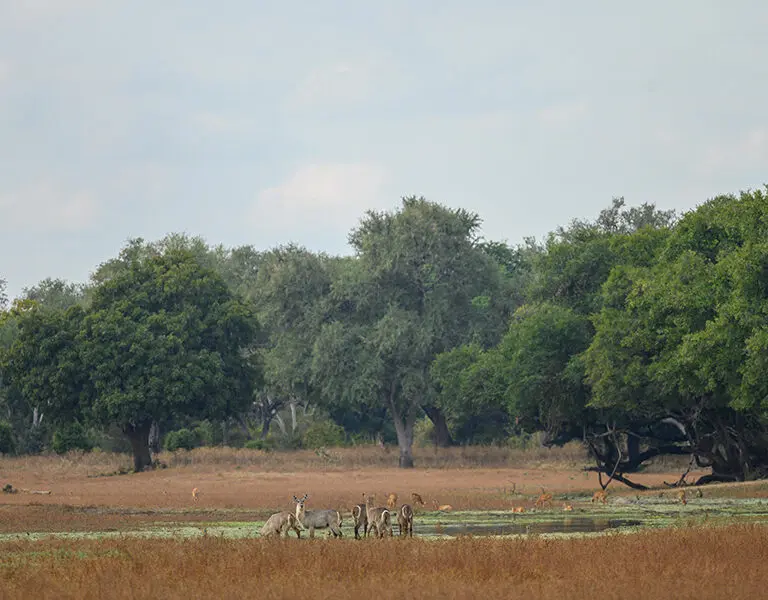 Lookout for some of the wild visitors to camp. 
