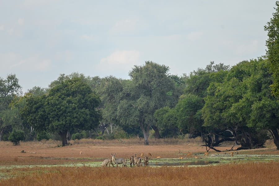 Lookout for some of the wild visitors to camp. 