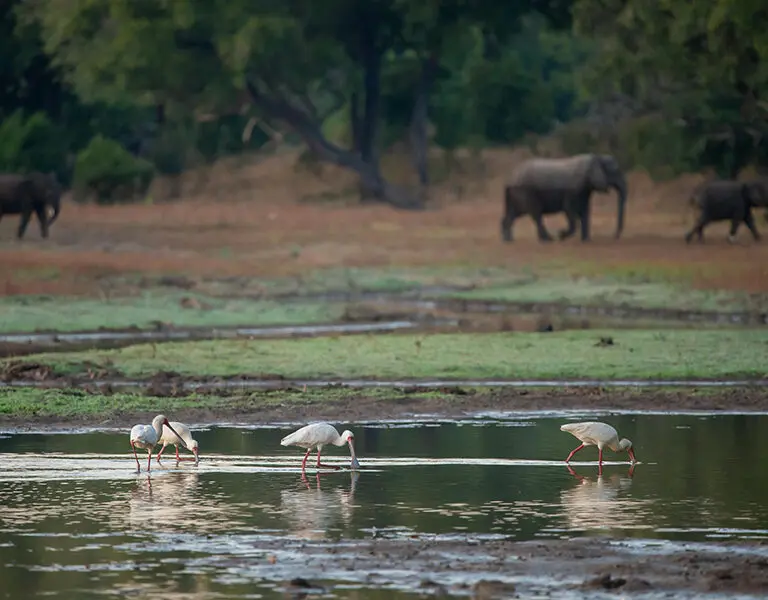 Elephants are a common sighting on safari 
