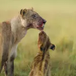 Los avistamientos de leones son frecuentes.