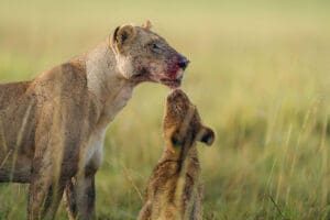 Lion sightings are frequent. 