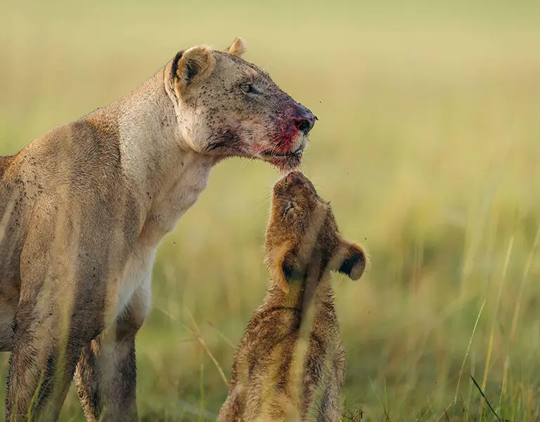 Lion sightings are frequent. 