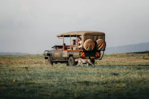 Los safaris son una de las actividades más destacadas, ya que permiten acercarse a los habitantes salvajes de los Masai. 