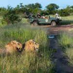 Los safaris se realizan por la mañana y por la tarde.