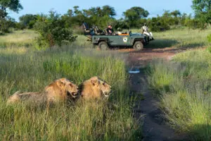 Game drives happen every morning and afternoon. 