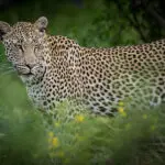 Un fantástico avistamiento de leopardo.