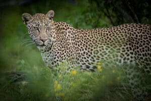 A fantastic leopard sighting. 