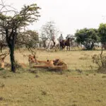 Acérquese aún más a la naturaleza salvaje a lomos de un caballo. 
