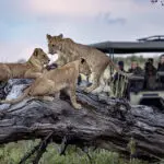 A lion sighting at Tawana. 
