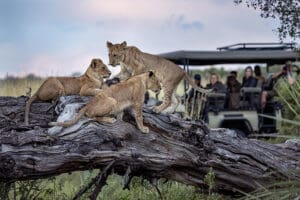A lion sighting at Tawana. 