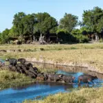 Wildlife outside camp.