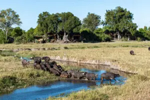 Wildlife outside camp.