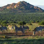 Escape into the wilds of Kenya. 