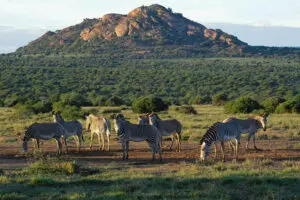 Escape into the wilds of Kenya. 