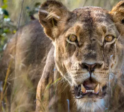 Hwange vs Kruger: ¿Cuál se lleva la corona de los safaris?