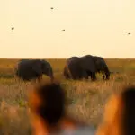 Ellies are a frequent sighting. 