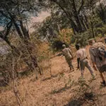 Go on walking safaris. 