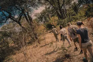 Go on walking safaris. 