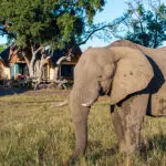 Wild visitors frequently roam past the camp. 