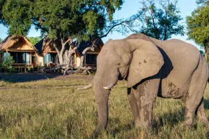 Wild visitors frequently roam past the camp. 