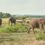 Game drives get you closer to Africa's prized wildlife. 