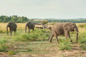 Game drives get you closer to Africa's prized wildlife. 