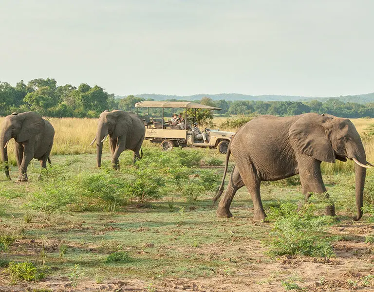 Game drives get you closer to Africa's prized wildlife. 