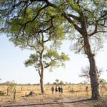 Spend your days traversing the landscape, be it by boat, mokoro, vehicle or on foot. 