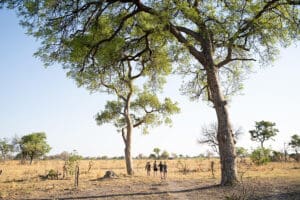 Spend your days traversing the landscape, be it by boat, mokoro, vehicle or on foot. 