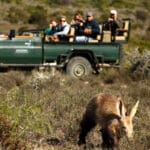 Si tiene suerte, podrá avistar al escurridizo oso hormiguero durante un safari en Kwandwe. 