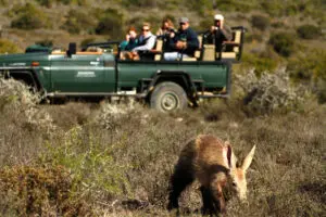 Si tiene suerte, podrá avistar al escurridizo oso hormiguero durante un safari en Kwandwe. 