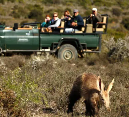 Si tiene suerte, podrá avistar al escurridizo oso hormiguero durante un safari en Kwandwe. 