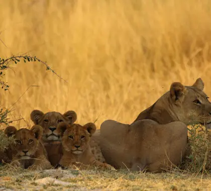 One of the members of the Big Five, lion. 