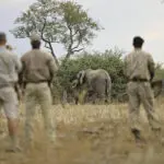 Los paseos guiados por la sabana proporcionan un conocimiento mucho más profundo del paisaje y sus habitantes.
