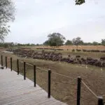 Los animales se acercan al campamento para saciar su sed.