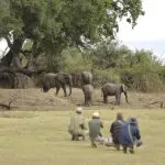 Seeing elephants is a common occurrence. 