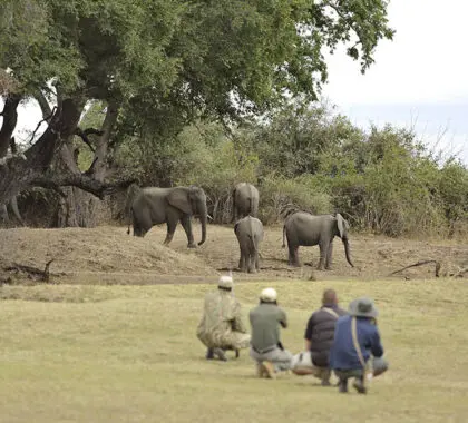 Seeing elephants is a common occurrence. 