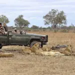 Acercarse a una manada de leones.
