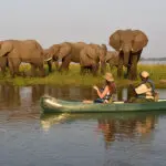 Los safaris en canoa son una forma divertida y única de encontrarse con la fauna y explorar alta mar. 