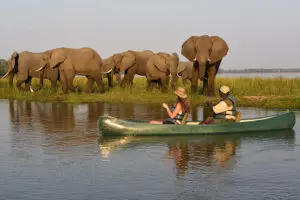 Los safaris en canoa son una forma divertida y única de encontrarse con la fauna y explorar alta mar. 