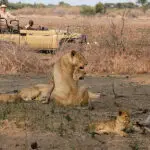 Lower Zmbezi National Park game drive.