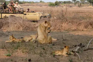 Lower Zmbezi National Park game drive.