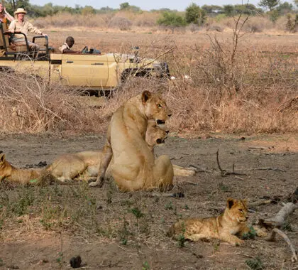Lower Zmbezi National Park game drive.