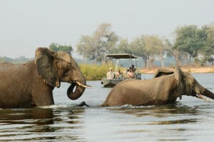 Increíbles avistamientos en safaris en barco.