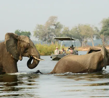 Increíbles avistamientos en safaris en barco.