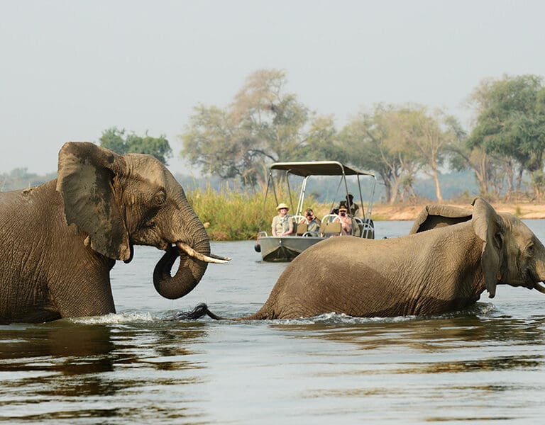 Incredible sightings on boat safaris | Sausage Tree Camp