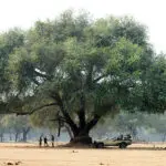 Escenas del Bajo Zambeze. 